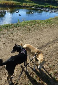 Hundebetreuung Freiburg Hundebetreuung Freiburg